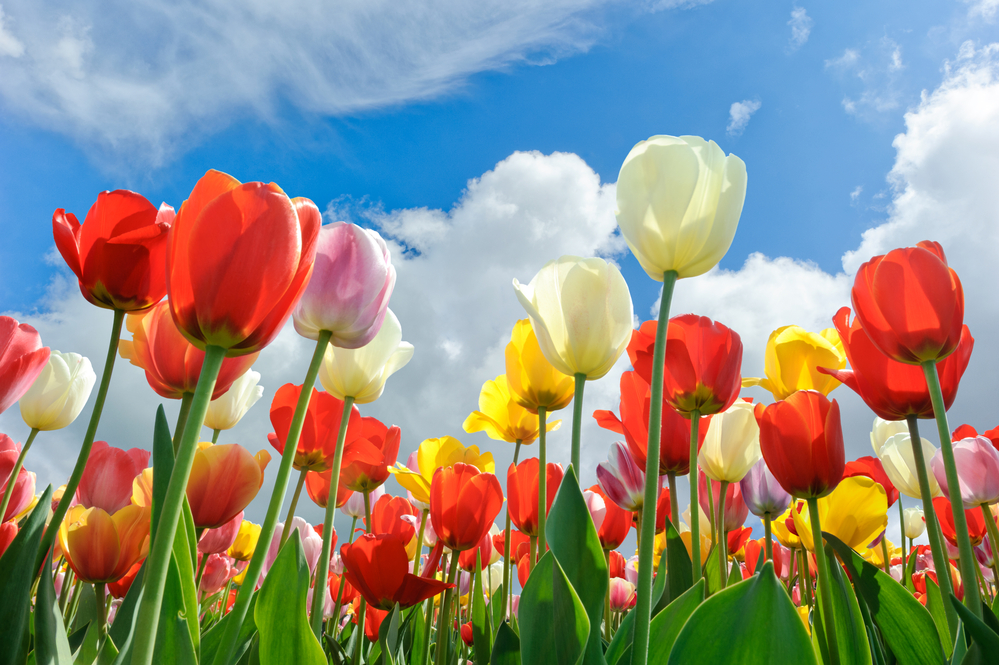 Tulpen in de tuin
